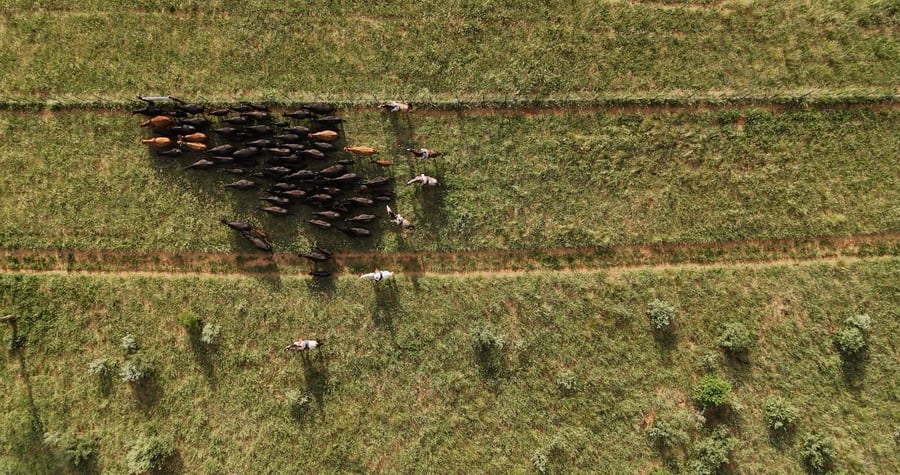 Aerial view of the Kalahari herd grazing in fenced pasture