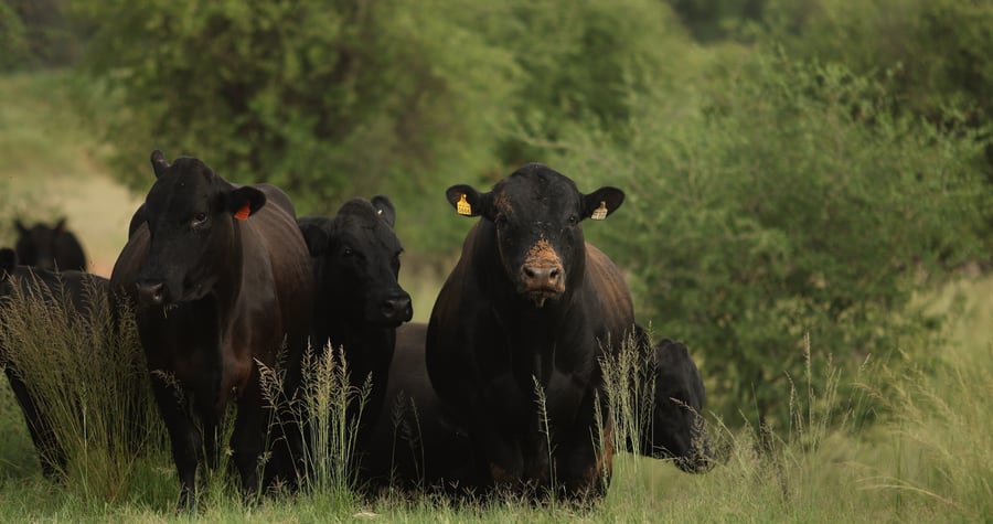 Black Angus cattle grouped in open pasture