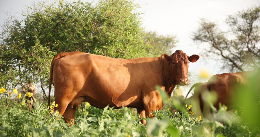 Kalahari cow standing in green bushveld