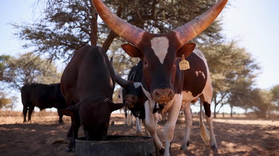 Nguni cattle gathered at the feed trough