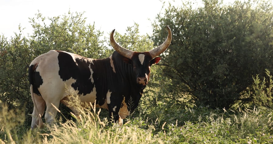 Nguni bull in Kalahari bushveld