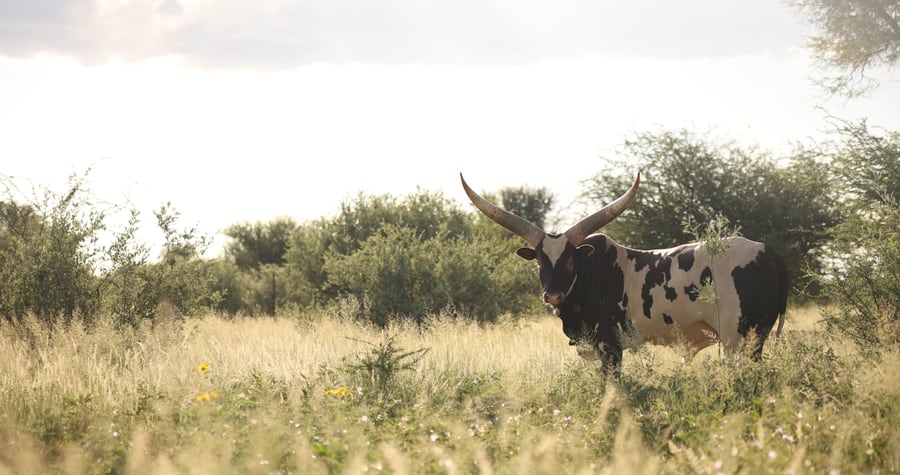 Nguni bull in tall grass under an overcast sky