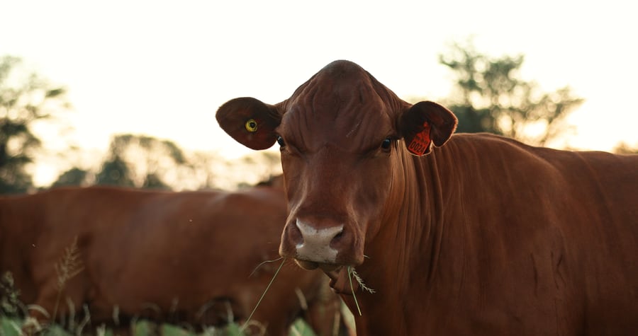 Tagged Kalahari cow grazing at golden hour