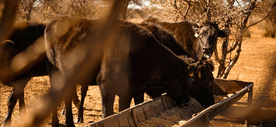 Kalahari cattle at golden hour