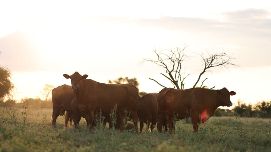 Kalahari cattle on the veld at sunset