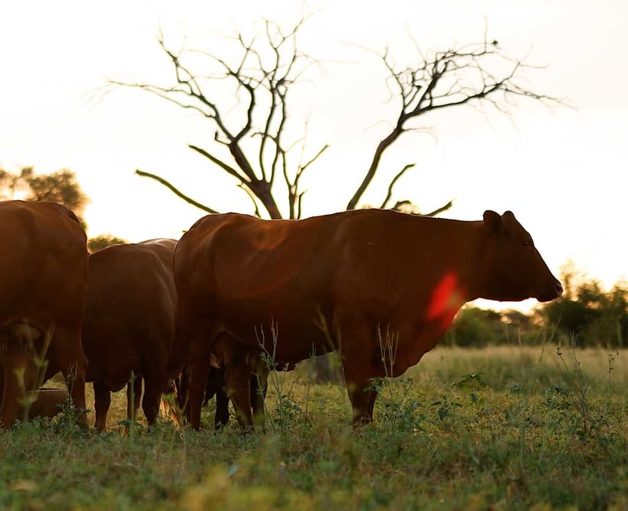 Kalahari cattle grazing at sunset on the home farm
